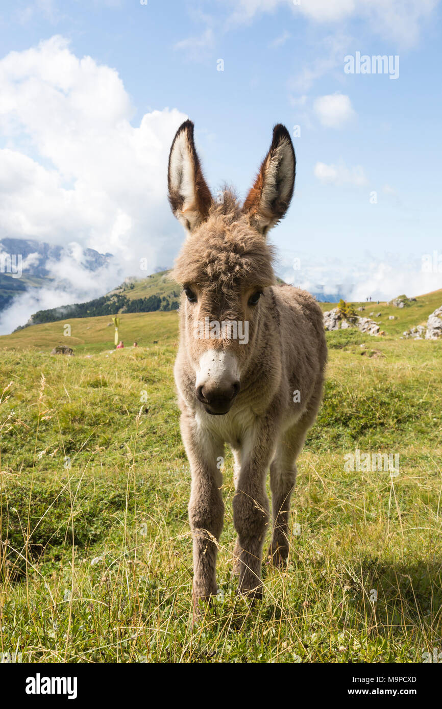 Esel auf almwiese, Südtiroler Alpen, Dolomiten, Südtirol Stockfoto