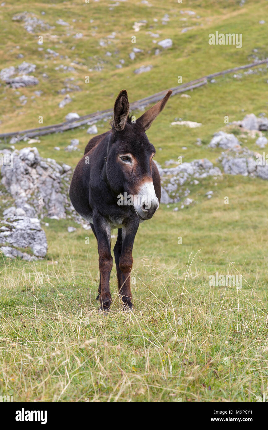 Esel auf almwiese, Südtiroler Alpen, Dolomiten, Südtirol Stockfoto