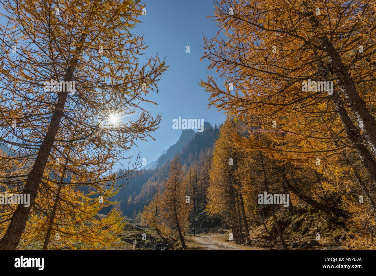 Die herbstlichen Lärchen (Larix) in der Back Light, Wanderung zum Lago Nero, Valle Maira, Piemont, Italien Stockfoto