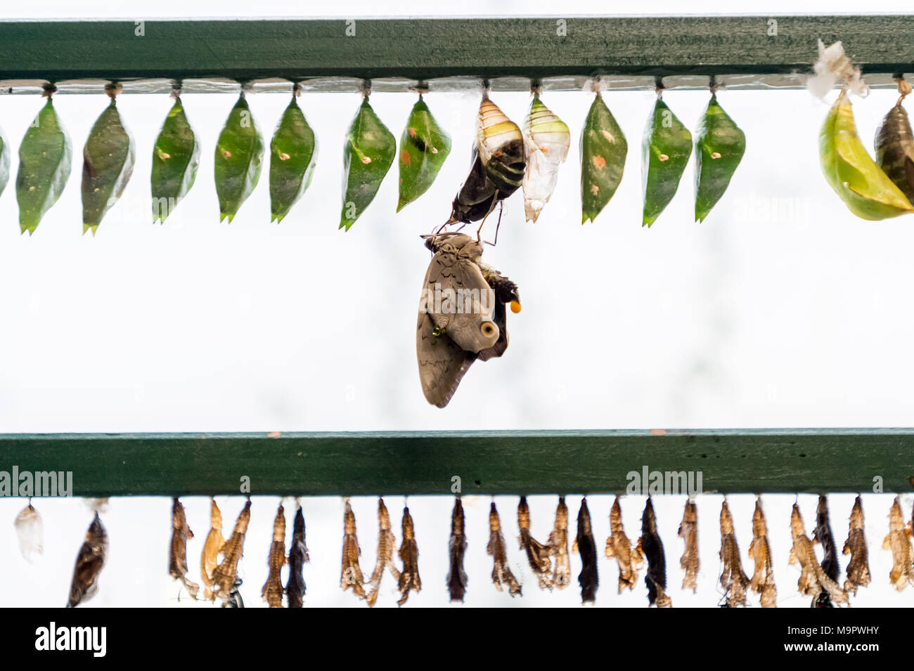 London, Großbritannien. 28. März, 2018. Live tropische Schmetterlinge füllen Das Schmetterlings Haus für die Rückkehr des ensational Schmetterlinge' Ausstellung im Natural History Museum © Guy Corbishley/Alamy leben Nachrichten Stockfoto