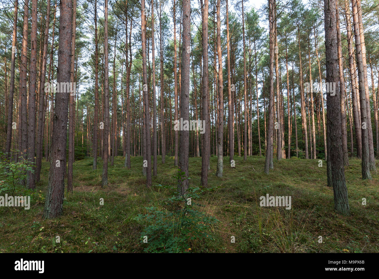 Kiefern (Pinus), Pinienwald, Baumstämme, Darß Wald, Fischland-Darß-Zingst, Nationalpark Vorpommersche Boddenlandschaft Stockfoto