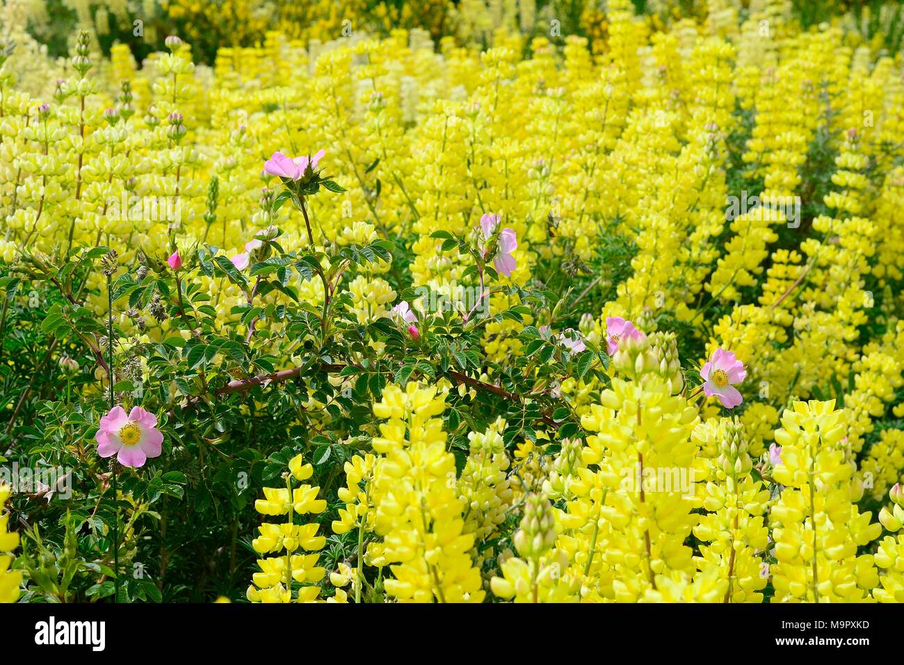 Blüte Gelb Lupinen (Lupinus) mit wilden Rosen, Valle Exploradores, Nähe Puerto Rio Tranquilo, Región de Aysén, Chile Stockfoto