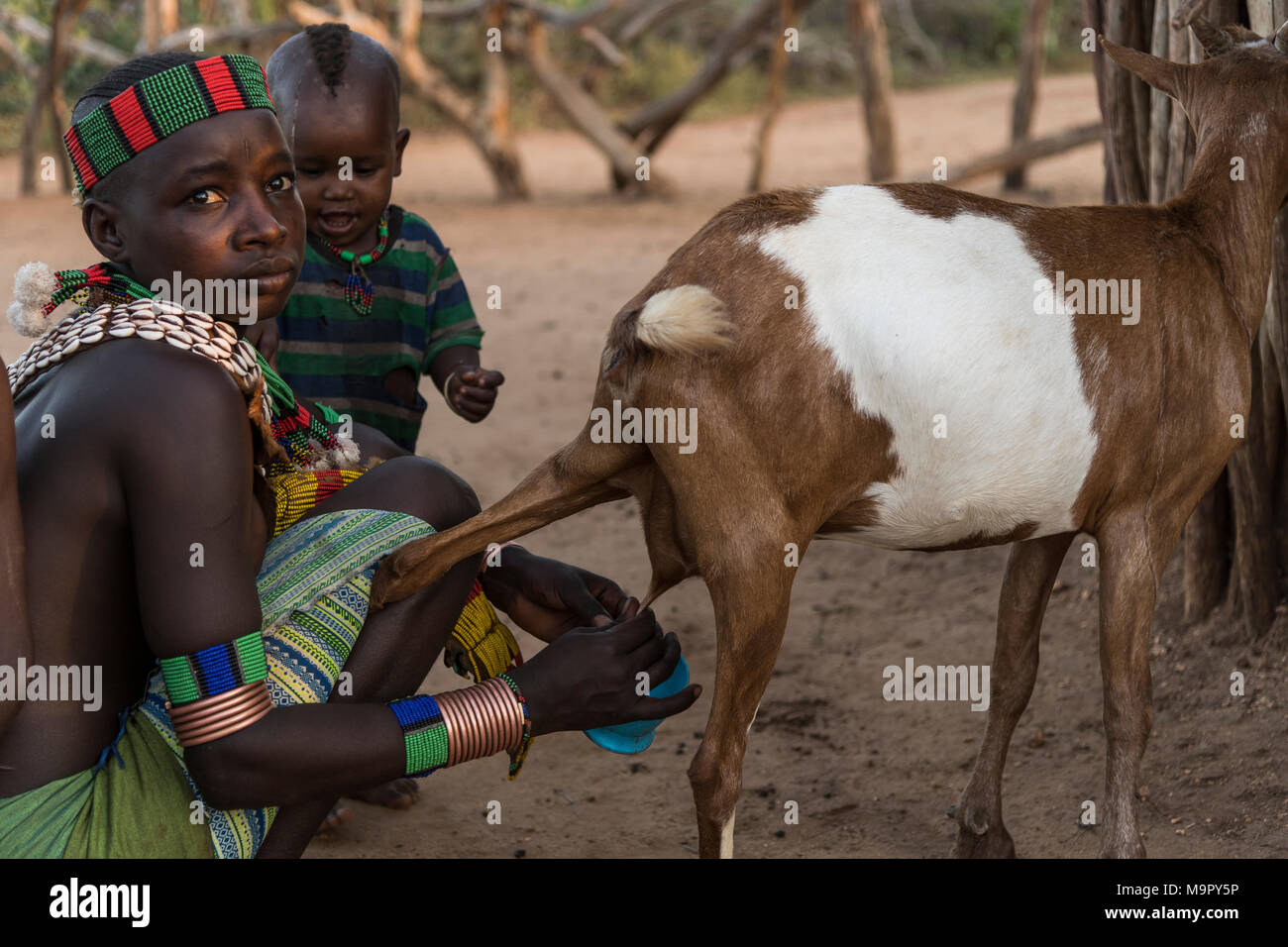Junge Frau mit Kleinkind Ziegen melken, Hamer Stamm, Turmi, Region der südlichen Nationen, Äthiopien Stockfoto
