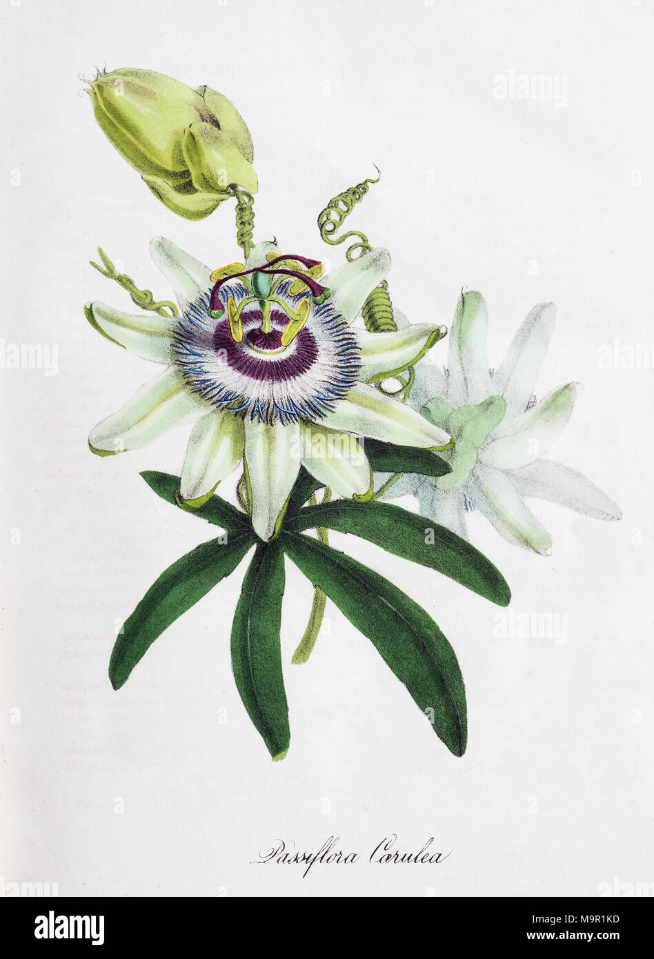- Passion Flower (Passiflora), von World Utiliores oder Abbildungen von Nutzpflanzen, Hand - farbiger Druck von Mary Ann Burnett Stockfoto