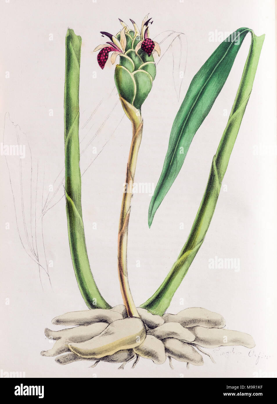 Ingwer (Zingiber officinale), von World Utiliores oder Abbildungen von Nutzpflanzen, Hand - farbiger Druck von Mary Ann Stockfoto