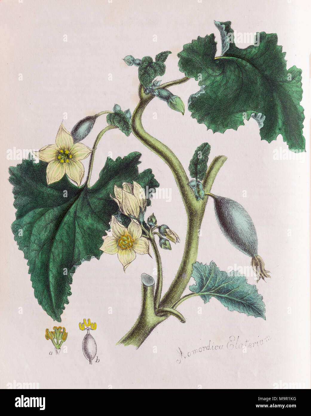 Squirting Gurke (Ecballium elaterium), von World Utiliores oder Abbildungen von Nutzpflanzen, Hand - farbiger Druck von Mary Stockfoto