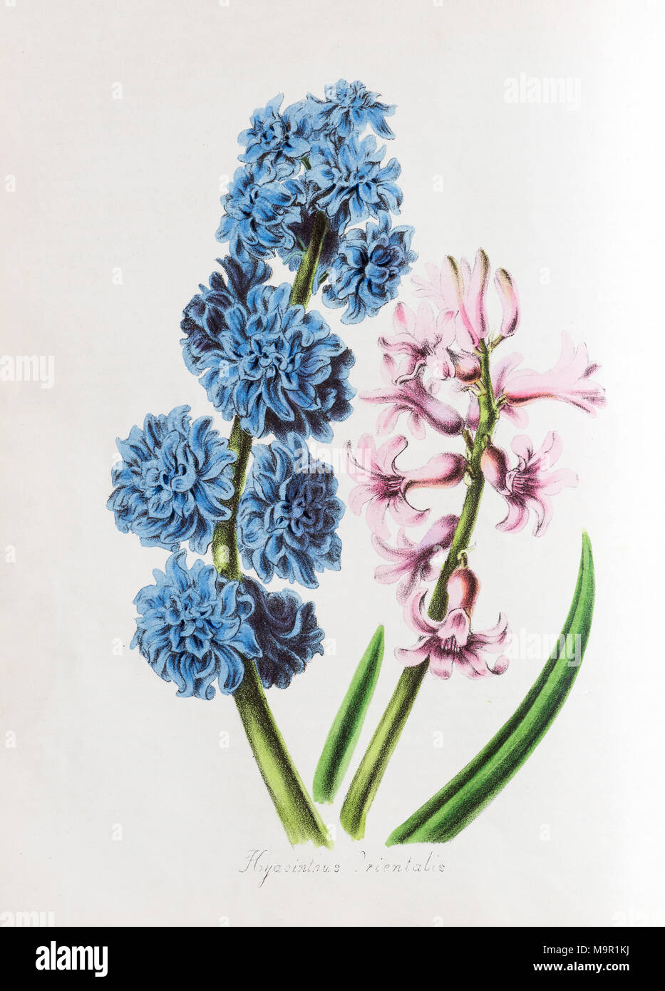 Garten Hyazinthe (Hyacinthus orientalis), von World Utiliores oder Abbildungen von Nutzpflanzen, Hand - farbiger Druck von Mary Stockfoto