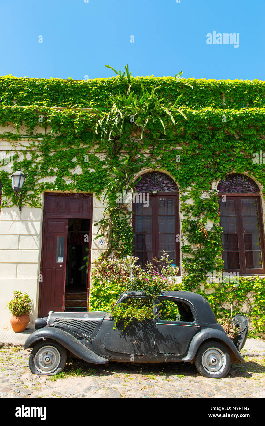 Auto Wrack eines Oldtimer mit Pflanzen bewachsen, Colonia del Sacramento, Uruguay Stockfoto Auto Wrack eines Oldtimer mit Pflanzen bewachsen, Colonia del Sacramento, Uruguay Stockfoto