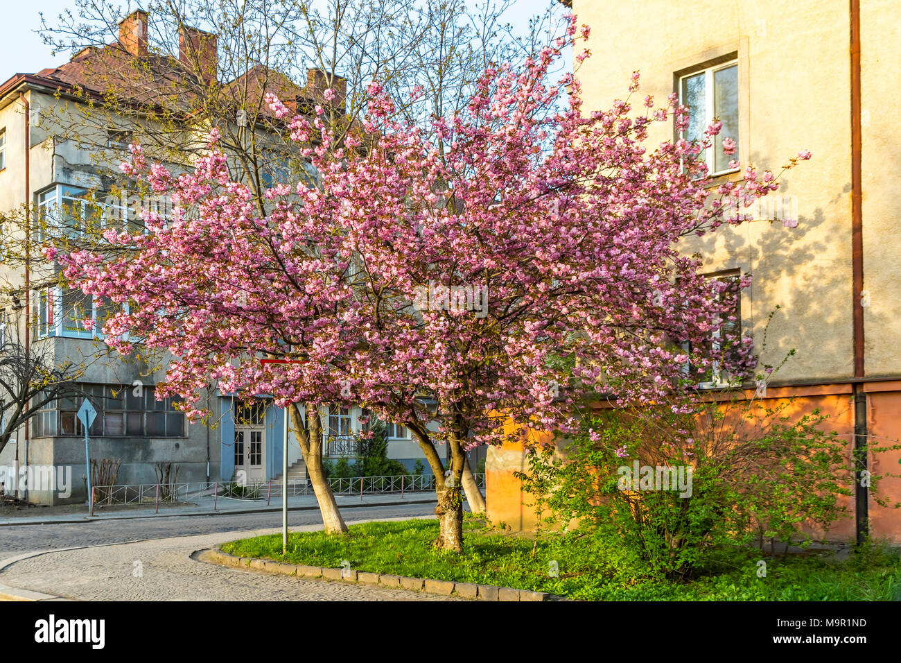 Blüte pink sakura Bäume auf die Straßen von Uzhgorod Stadt, Transkarpatien, Ukraine Stockfoto