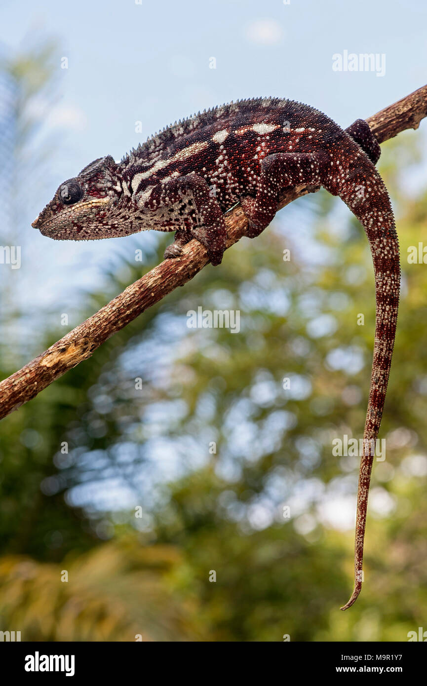 Panther chameleon (Furcifer pardalis) auf Zweig, Ankanin Ny Nofy, Madagaskar Stockfoto