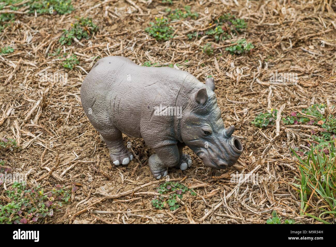 White Rhino Spielzeug ohne Horn auf einer Weide. Stockfoto