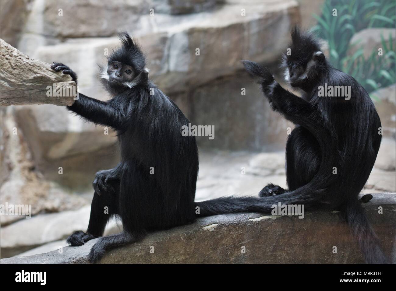 Zwei langur Affen in Gefangenschaft. Stockfoto