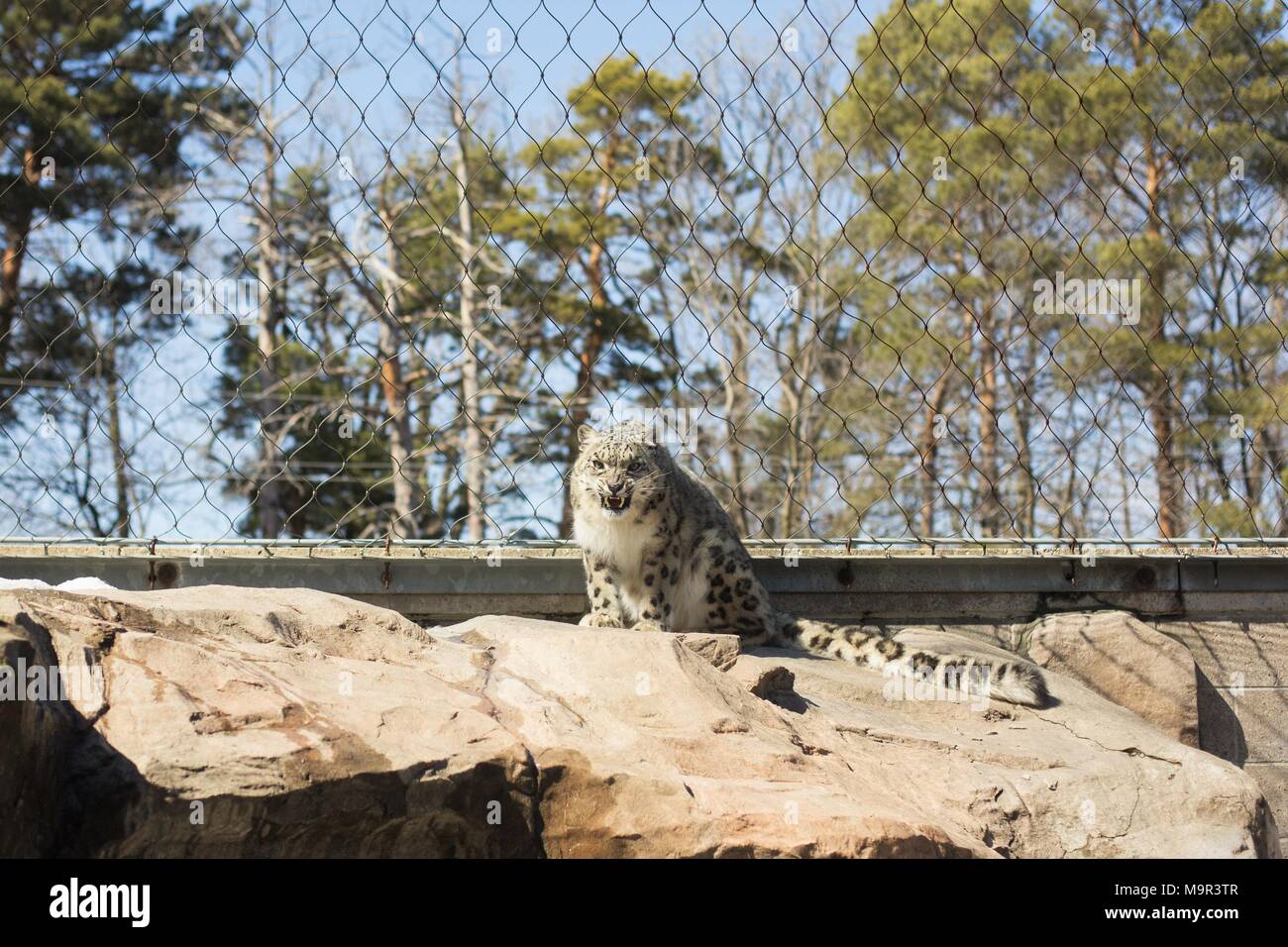 Ein Knurren snow leopard in Gefangenschaft. Stockfoto