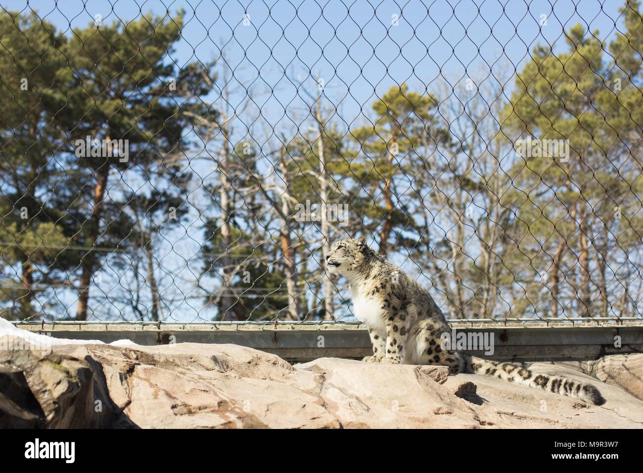 Ein Snow Leopard in Gefangenschaft. Stockfoto