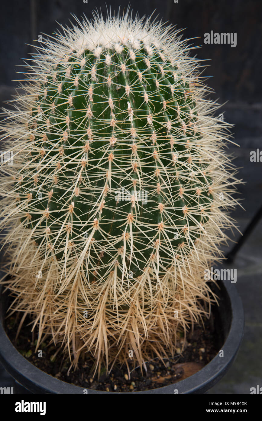 Grnen Kaktus mit gelb braun Dornen Stockfotografie - Alamy