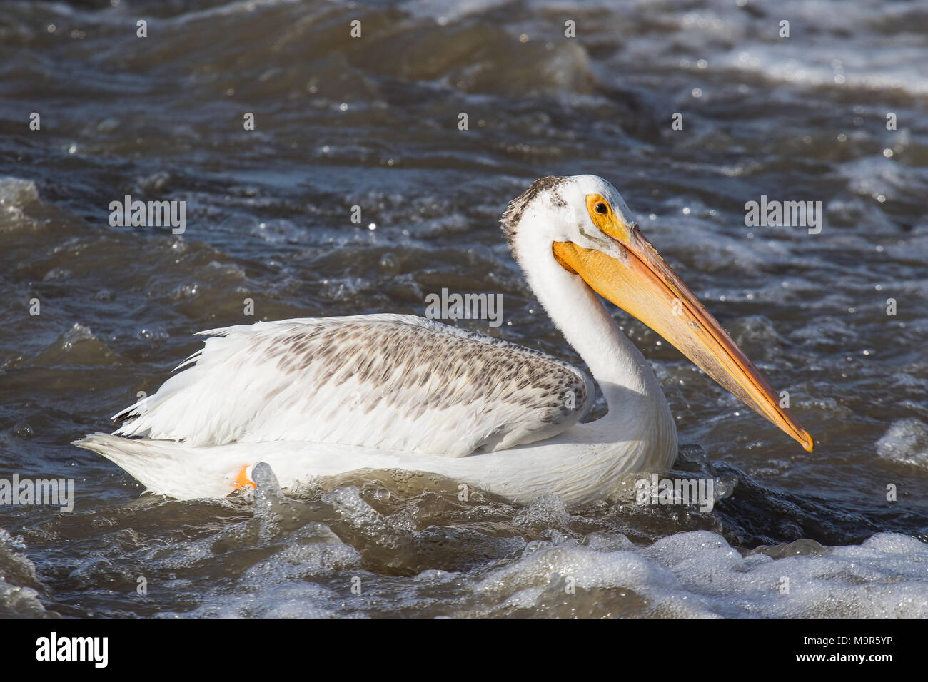 Weiße Pelikane überfliegen bis weit in den Norden zur Paarung an Slave River, Pelican Rapids, Ft. Smith, Northwest Territories, Kanada Stockfoto