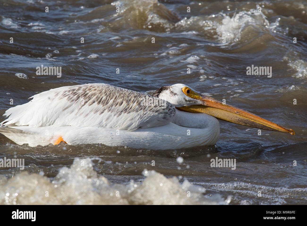 Weiße Pelikane überfliegen bis weit in den Norden zur Paarung an Slave River, Pelican Rapids, Ft. Smith, Northwest Territories, Kanada Stockfoto