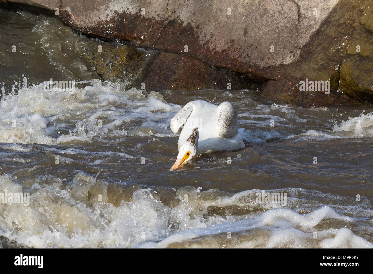 Weiße Pelikane überfliegen bis weit in den Norden zur Paarung an Slave River, Pelican Rapids, Ft. Smith, Northwest Territories, Kanada Stockfoto