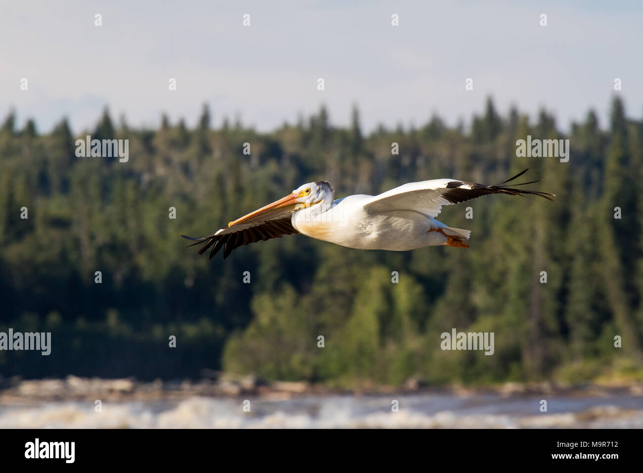 Große weiße Pelikane (Pelecanus onocrotalus) über das Fliegen zu den kanadischen Norden zur Paarung an Slave River, Pelican Rapids, Ft. Smith, Northwest Territories Stockfoto