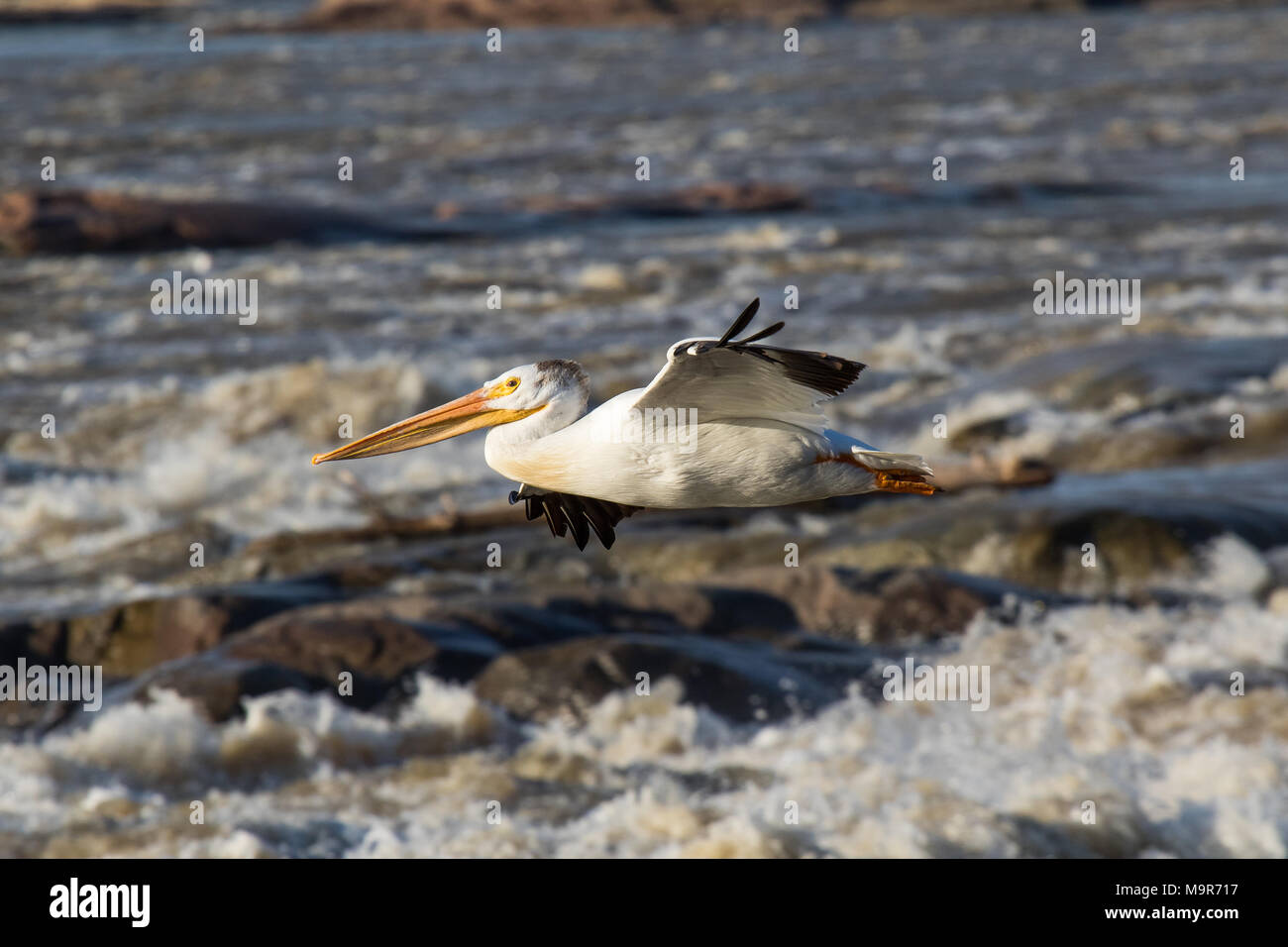 Große weiße Pelikane (Pelecanus onocrotalus) über das Fliegen zu den kanadischen Norden zur Paarung an Slave River, Pelican Rapids, Ft. Smith, Northwest Territories Stockfoto