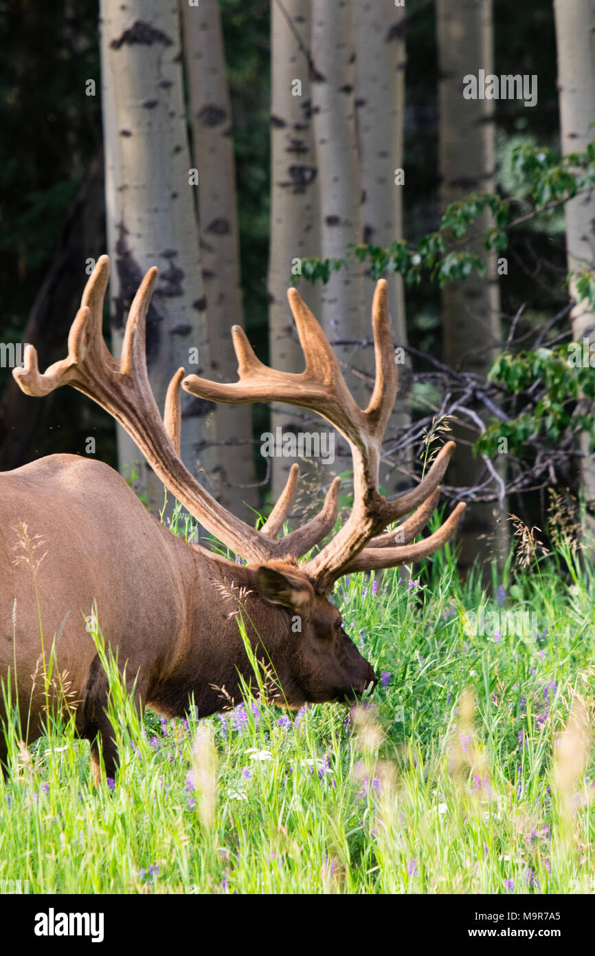 Geweihtragende bull Elk während der Brunftzeit, Beweidung in der wildgrass und Wildblumen. Banff National Park, Alberta, Kanada Stockfoto