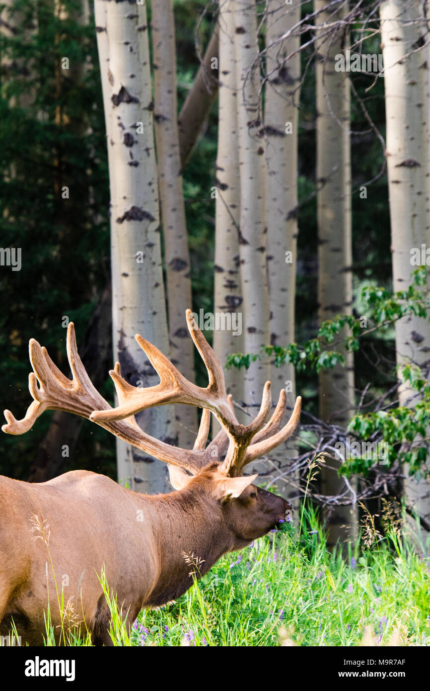 Geweihtragende bull Elk während der Brunftzeit, Beweidung in der wildgrass und Wildblumen. Banff National Park, Alberta, Kanada Stockfoto