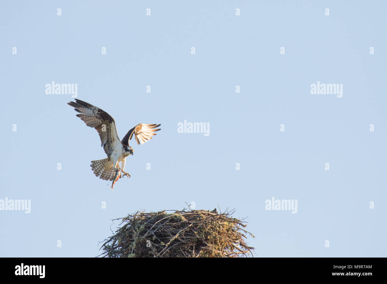 Der fischadler (Pandion haliaetus), die manchmal als die Sea Hawk, Fish Eagle oder Fish Hawk bekannt, ist eine Tagaktive, Fisch-essen Raubvogel. Mackenzie River, noch Stockfoto