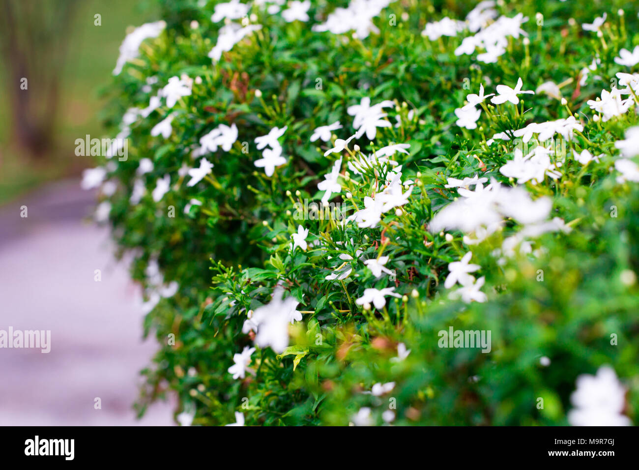 Jasmin auf Hintergrund im Frühling Sommer isolieren, Vorderansicht von oben, technische Kosten. Stockfoto