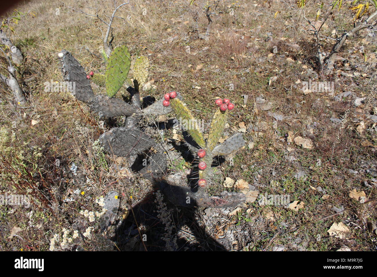 Ixpantepec nieves Oaxaca Stockfoto