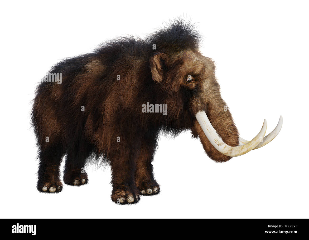 3D-Rendering eines Mammuts isoliert auf weißem Hintergrund Stockfoto