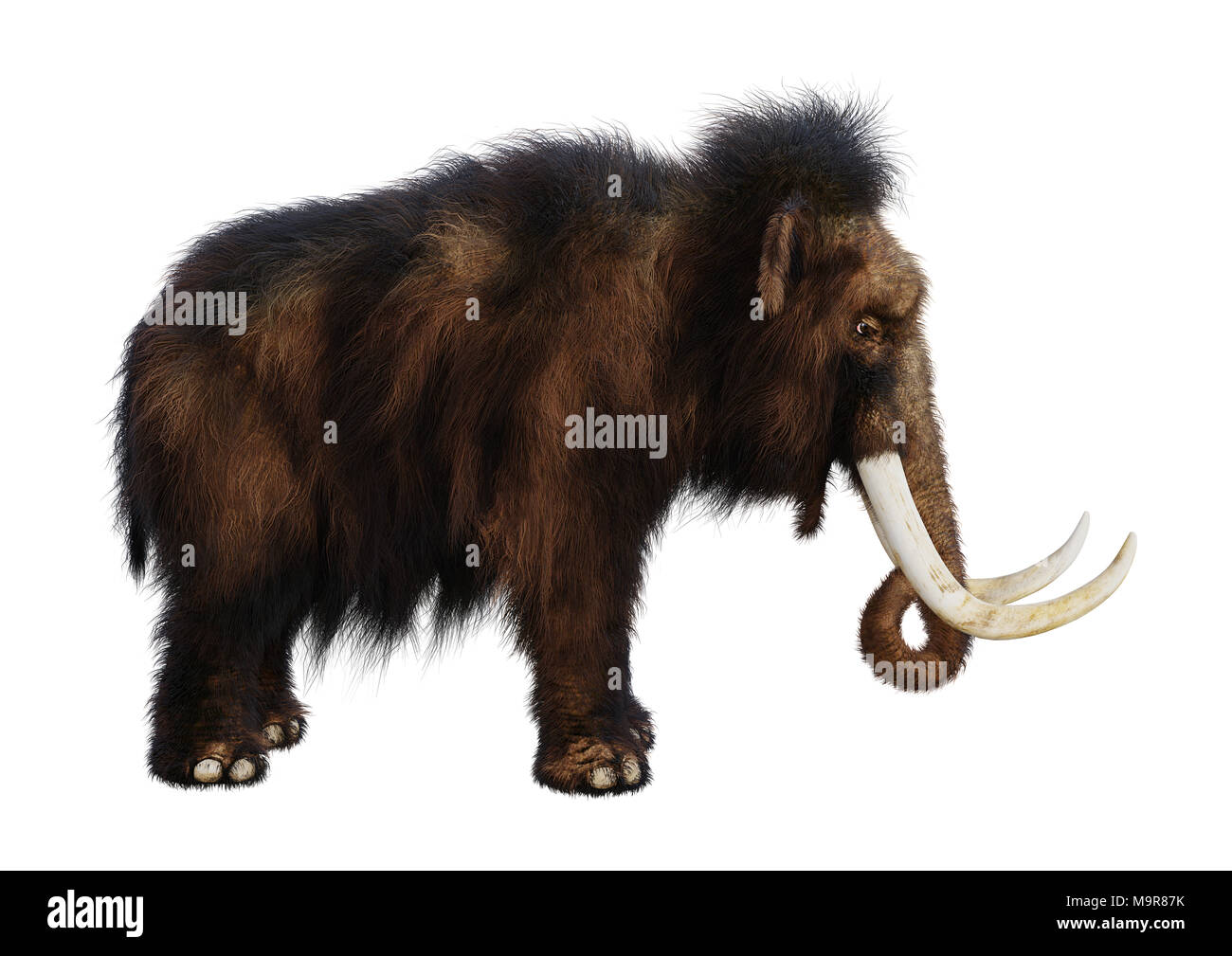 3D-Rendering eines Mammuts isoliert auf weißem Hintergrund Stockfoto