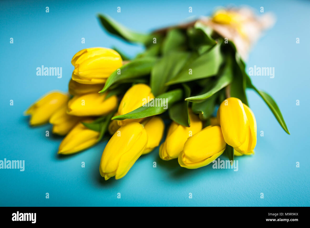 Gelbe Tulpen auf blauem Hintergrund Stockfoto