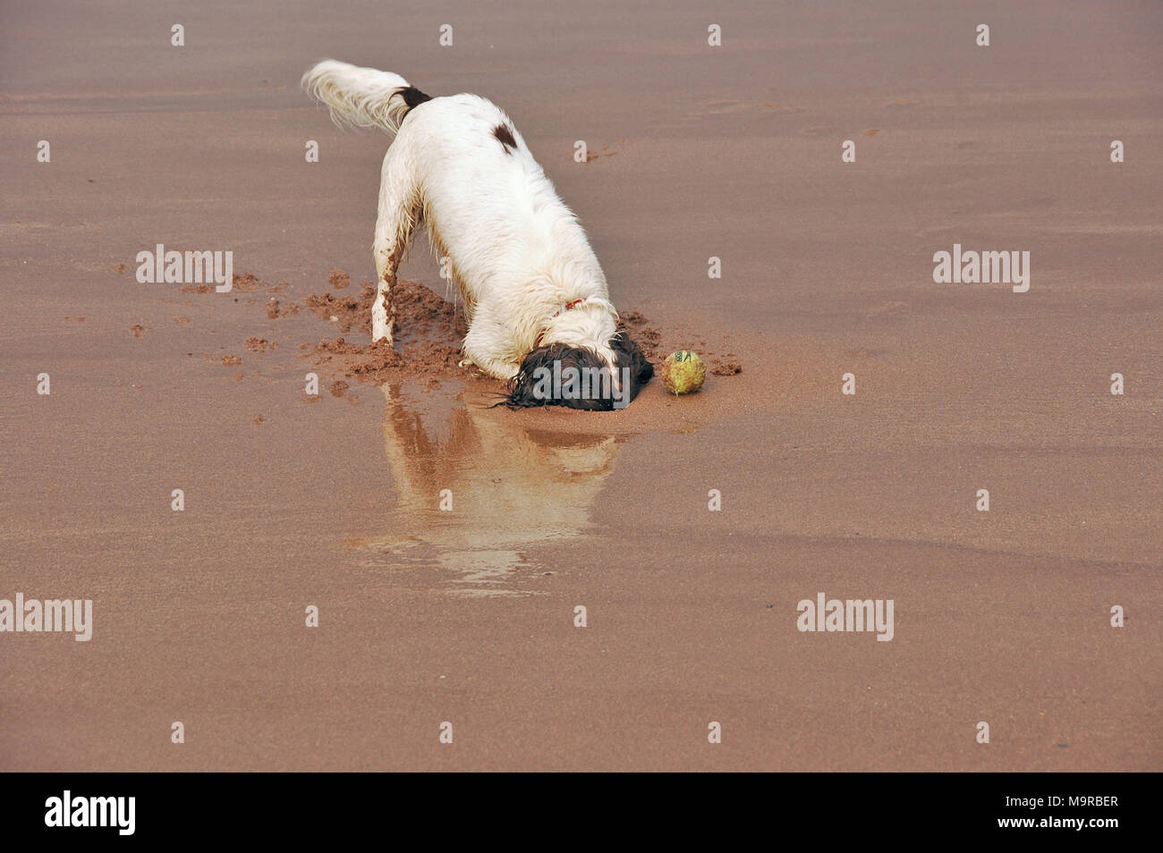 Ein Springer Spaniel vergrub seinen Kopf in den Sand. Stockfoto