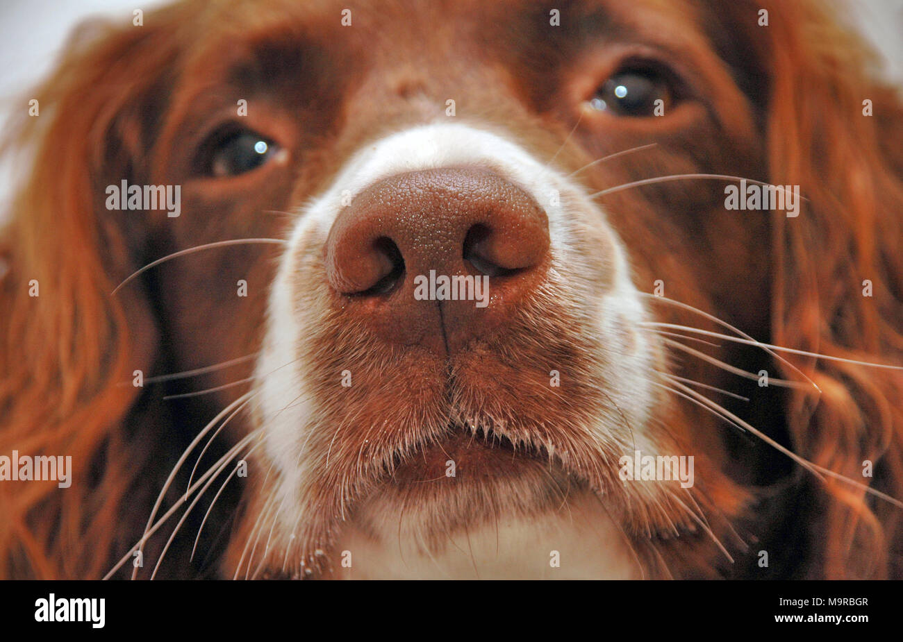 Eine Nahaufnahme eines Springer Spaniels Gesicht Stockfoto