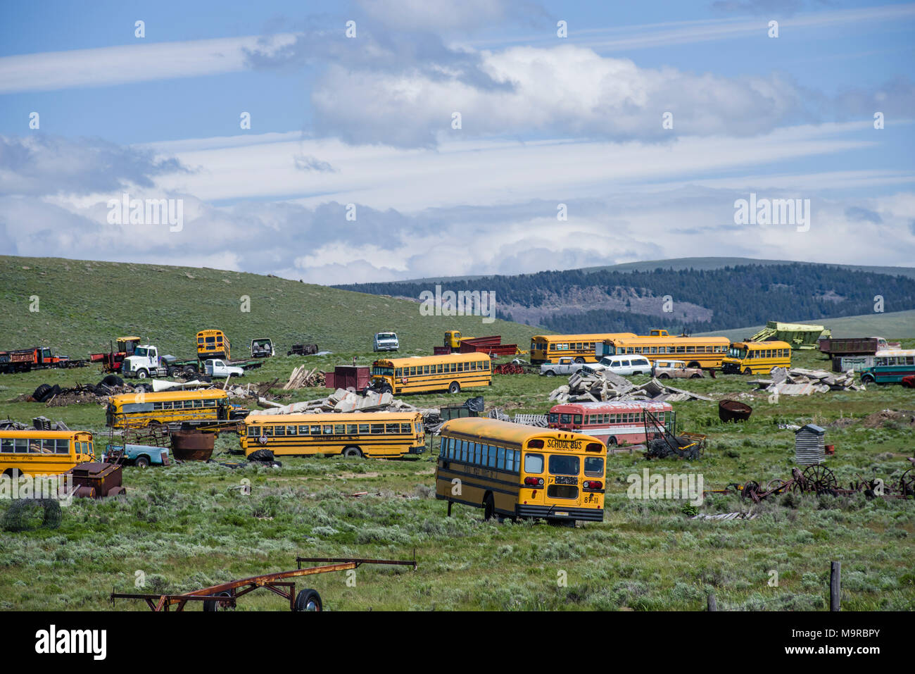 Junk Yard von gelben Schulbusse Warten auf Teile verschrottet werden Stockfoto