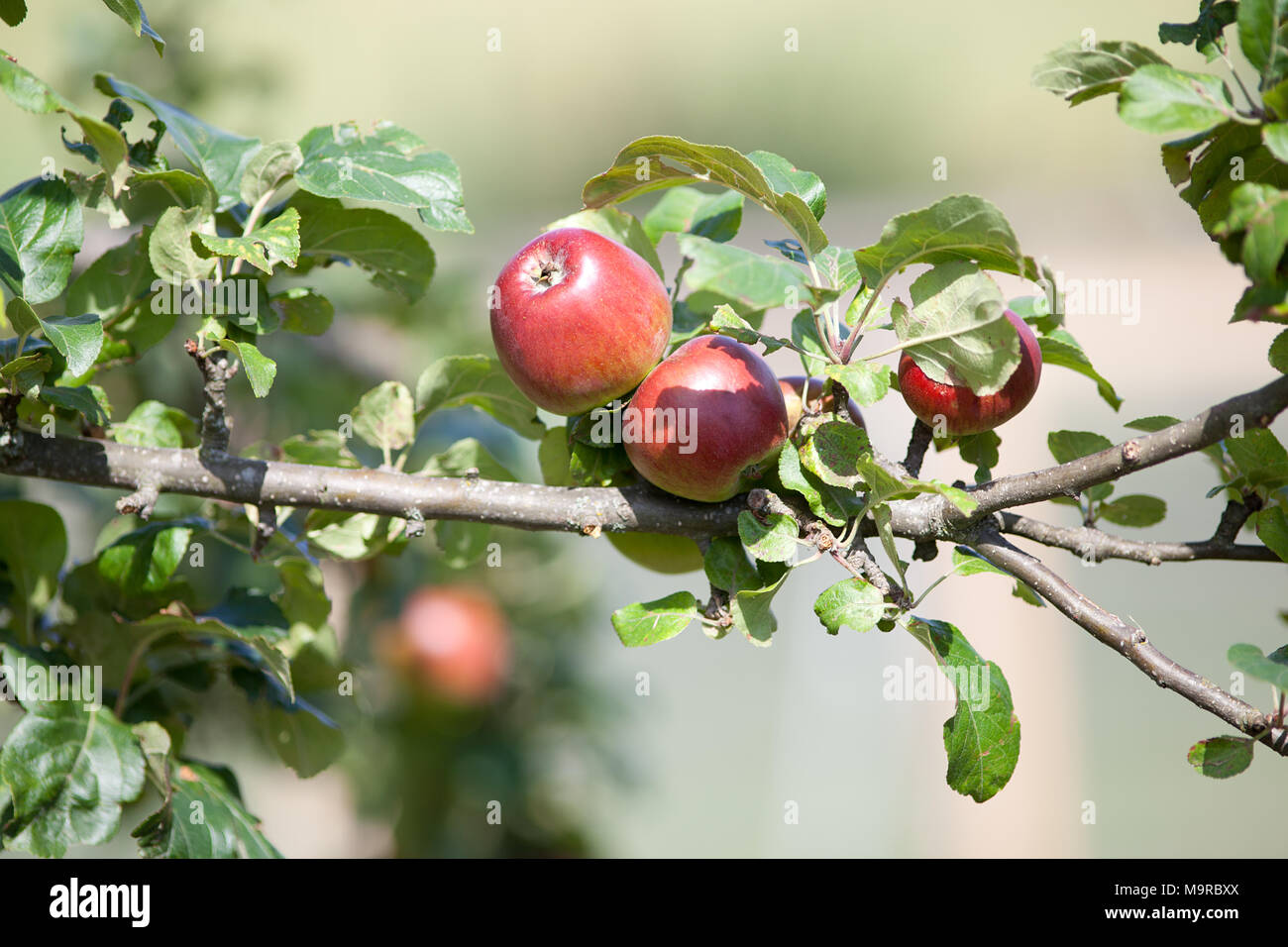 Apfelbaum mit Früchten. Rote Äpfel am Zweig Stockfoto