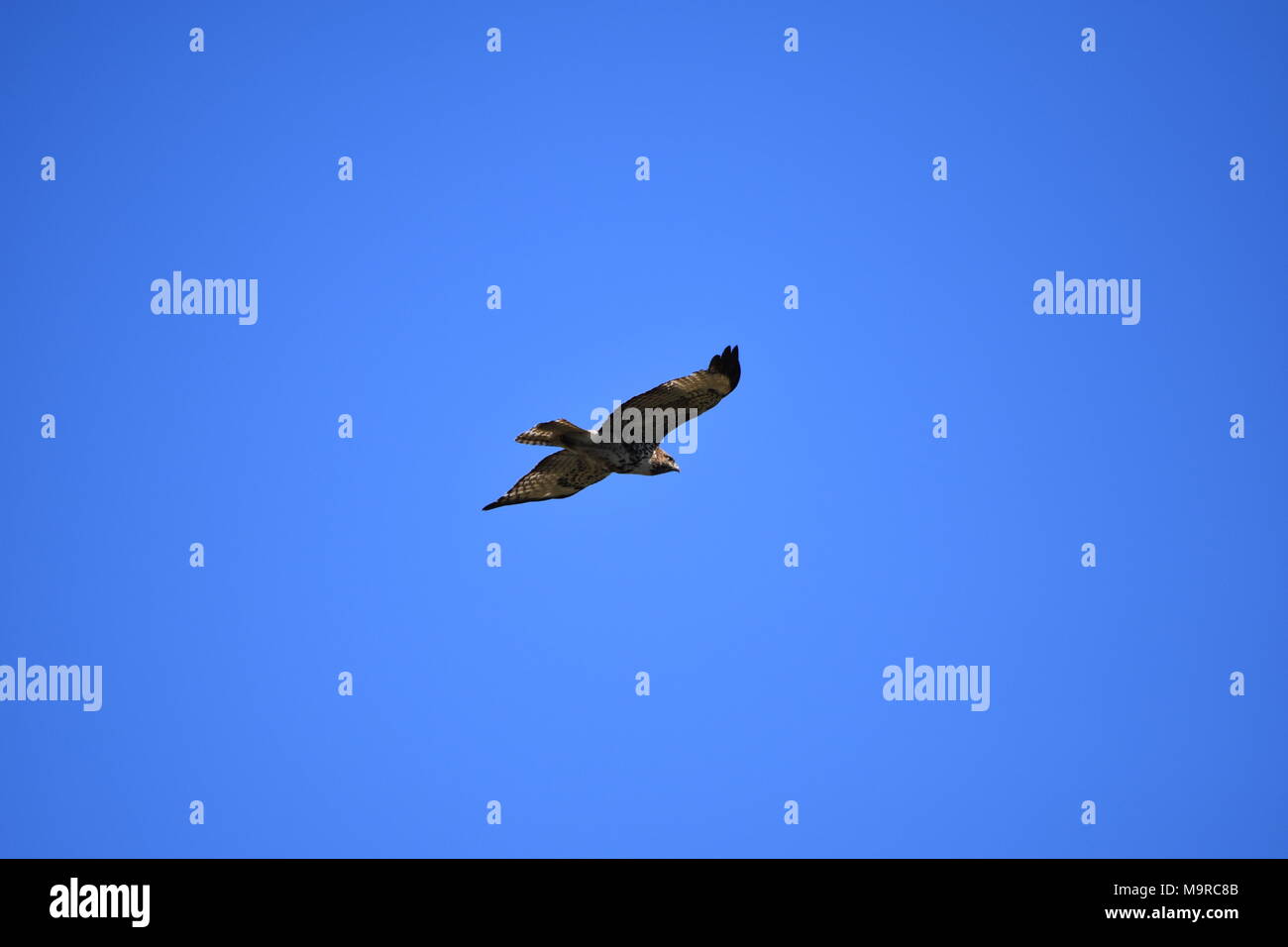 Eine red tailed Hawk in einem klaren blauen Himmel bei Tennessee Valley, Marin County, Kalifornien fliegen. Stockfoto