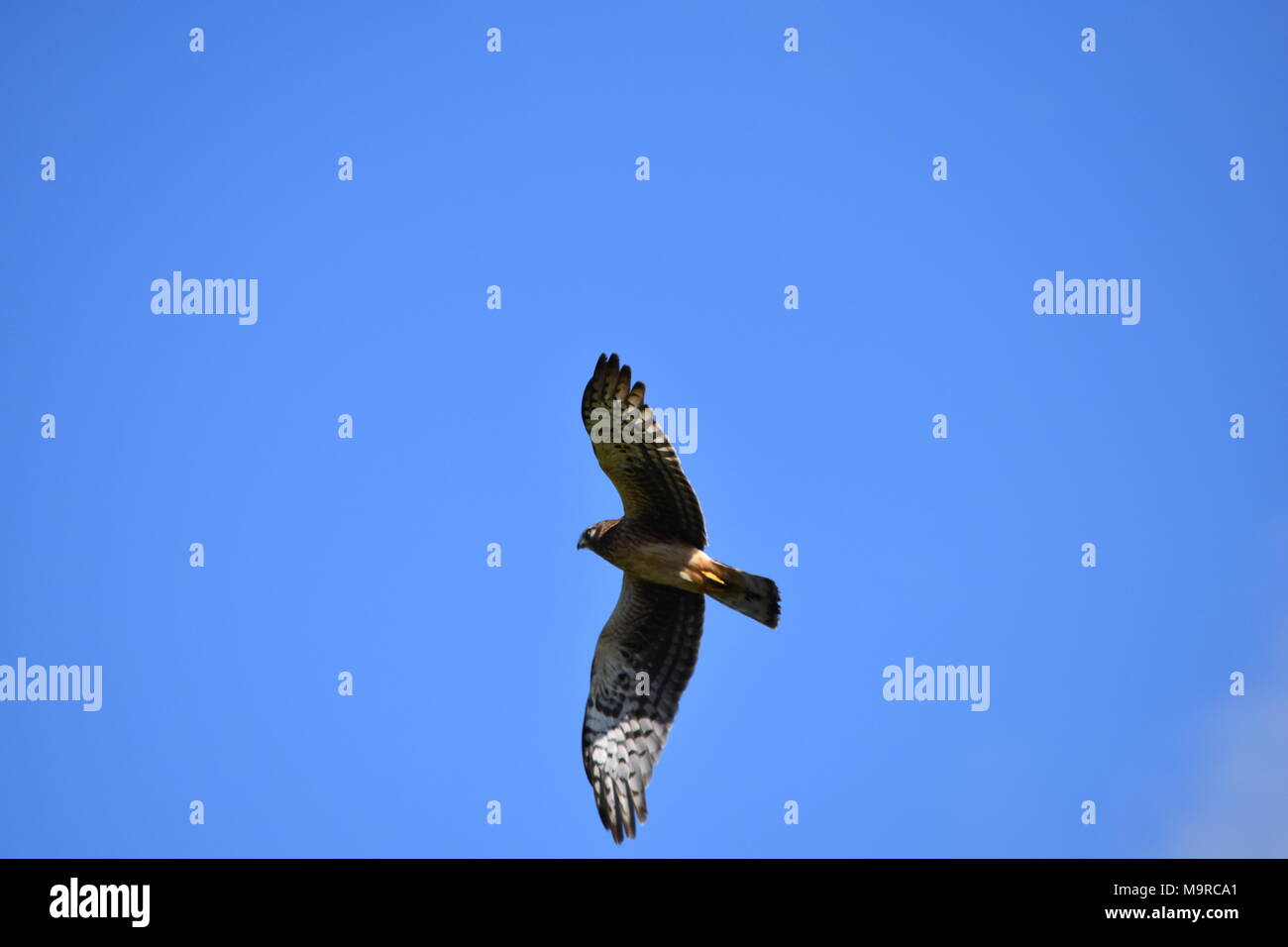 Eine red tailed Hawk in einem klaren blauen Himmel bei Tennessee Valley, Marin County, Kalifornien fliegen. Stockfoto