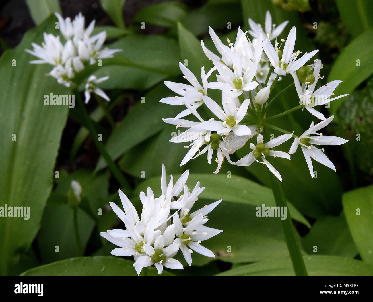 Wilder Knoblauch Blüten in einem Garten in Langenhagen, Deutschland, 10 ...