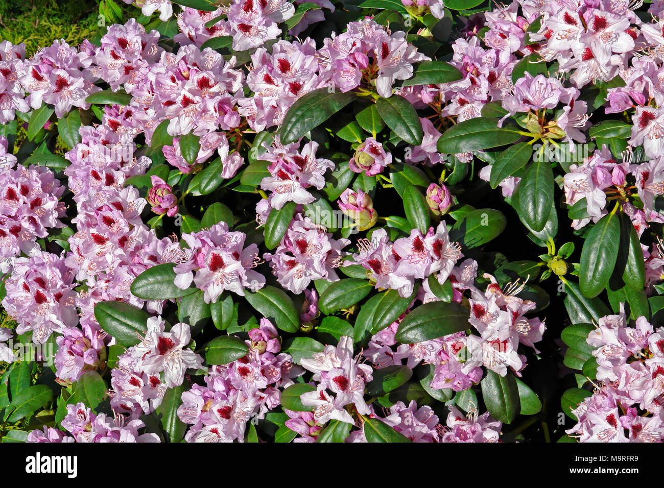 Europe germany lower westerstede rhododendron -Fotos und -Bildmaterial in  hoher Auflsung  Alamy