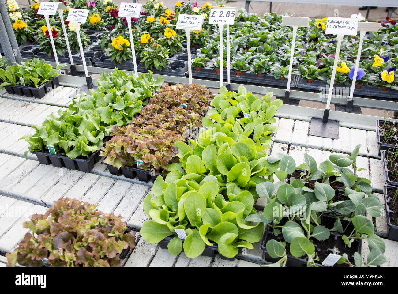 Kopfsalat und Kohl pflanzen Sämlinge in den Fächern auf Verkauf Marienkäfer Baumschulen Gartencenter, Gromford, Suffolk, England, Großbritannien Stockfoto