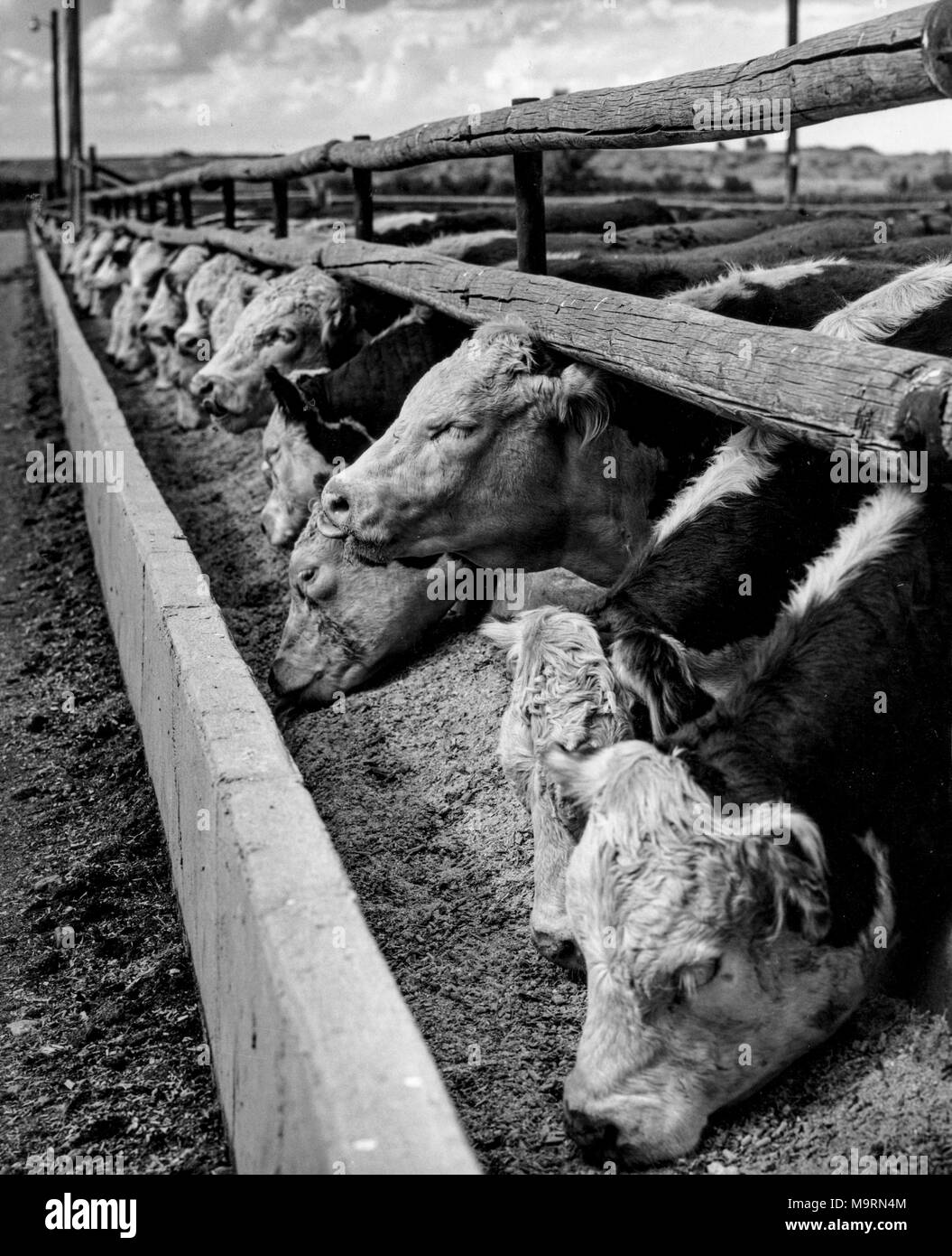 Hereford Viehzucht, 70 s Stockfoto