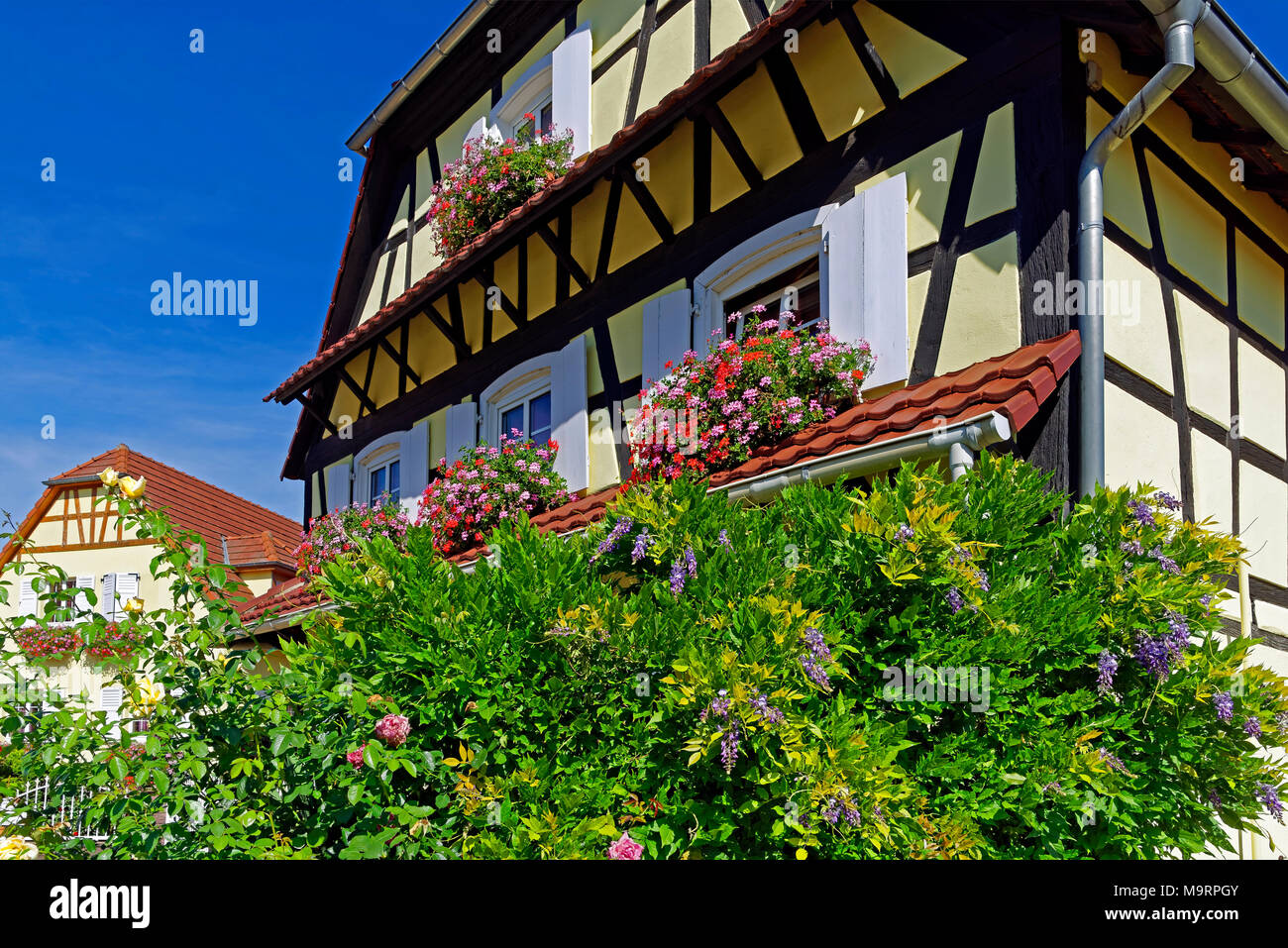 Europa, Frankreich, Rhein, Bas (Elsass), Soultz-sous-Forêts, Rue Principale Hohwiller, Fachwerkhaus, Blumen, Dekoration, Pflanzen, Blumen, buil Stockfoto