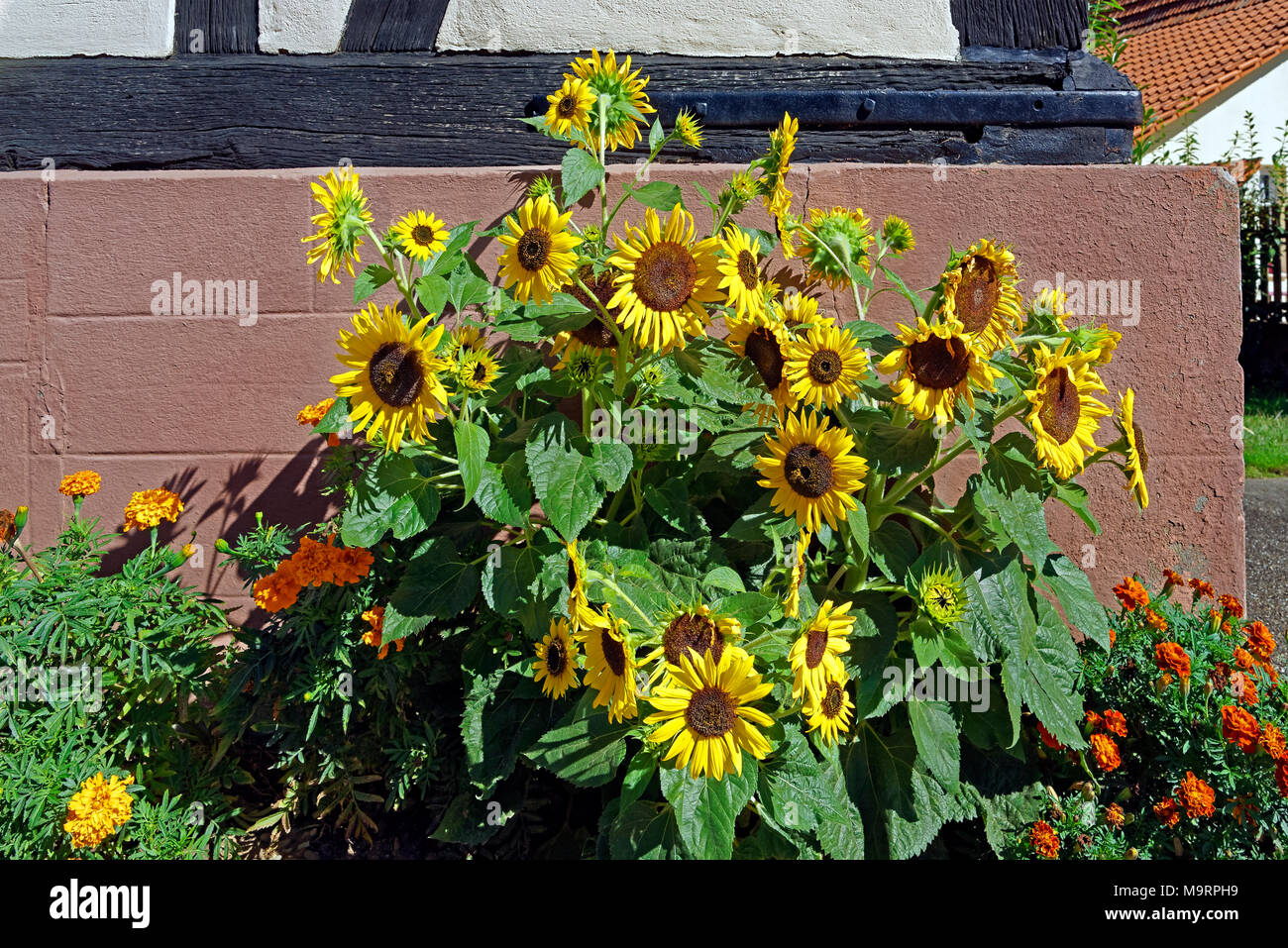 Europa, Frankreich, Rhein, Bas (Elsass), Soultz-sous-Forêts, Rue Principale Hohwiller, Blumenbeet, Sonnenblumen, Pflanzen, Blumen, Gebäude, Detail, Deco Stockfoto