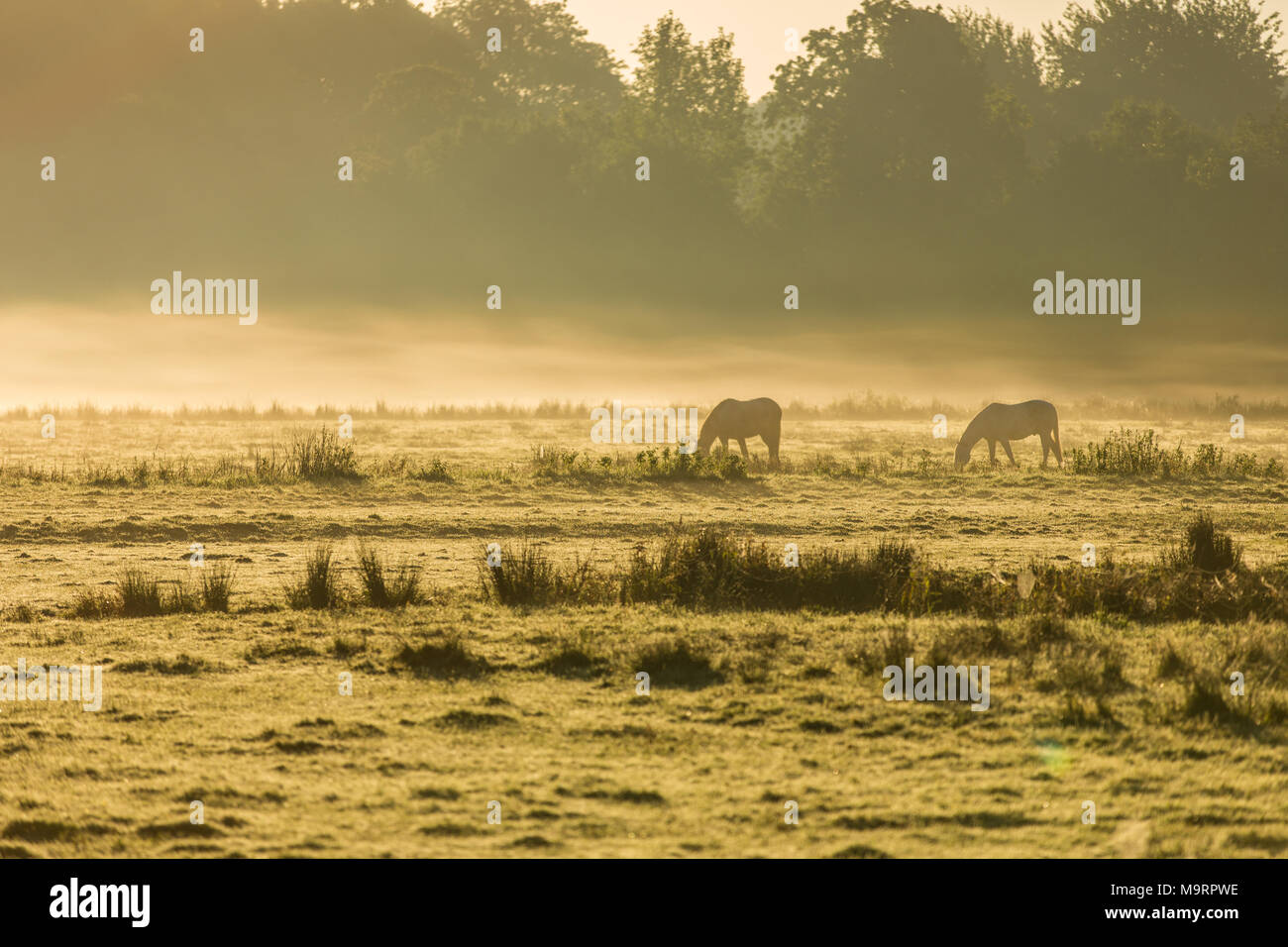 Pferde auf einem nebligen Wiese bei Sonnenaufgang im Amsterdamer Wald in den Niederlanden. Stockfoto