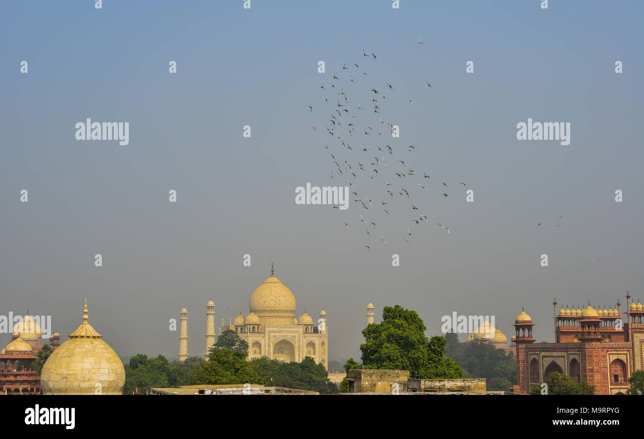 Luftbild des Taj Mahal in Agra, Indien. Das Gebäude ist ein Elfenbein - weißer Marmor mausoleum am Ufer des Yamuna Flusses. Stockfoto