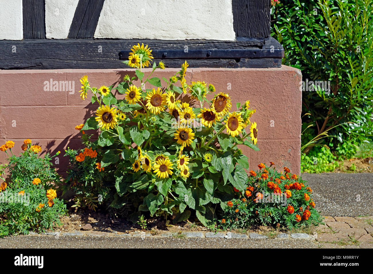 Europa, Frankreich, Rhein, Bas (Elsass), Soultz-sous-Forêts, Rue Principale Hohwiller, Blumenbeet, Sonnenblumen, Pflanzen, Blumen, Gebäude, Detail, Deco Stockfoto