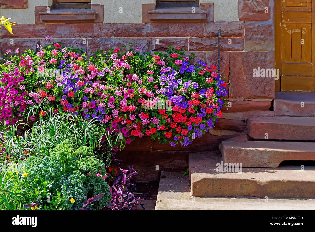 Europa, Frankreich, Rhein, Bas (Elsass), Soultz-sous-Forêts, Rue Principale Hohwiller, Blumen, Detail, Pflanzen, Blumen, Dekorationen, Detail, historische Stockfoto