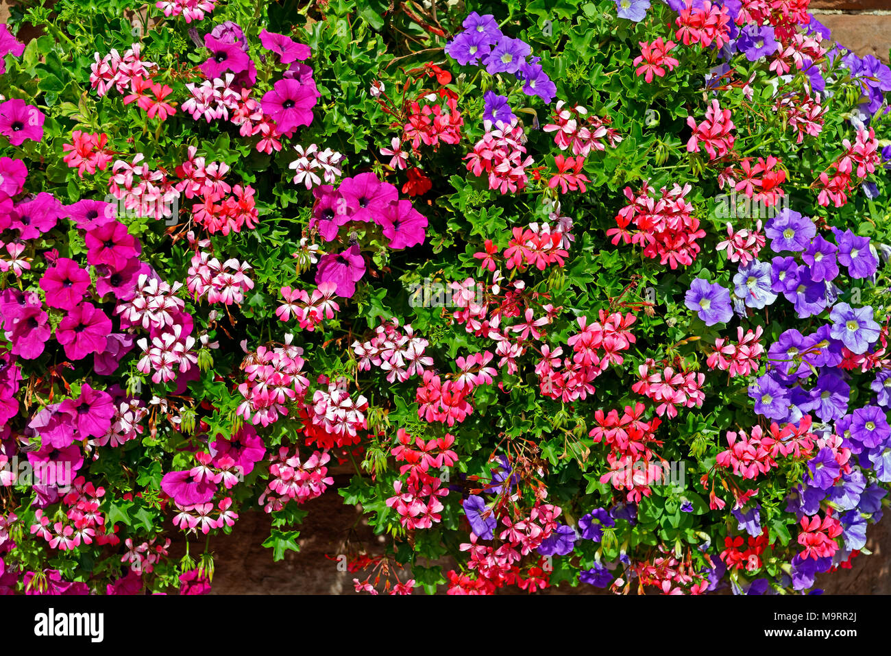 Europa, Frankreich, Rhein, Bas (Elsass), Soultz-sous-Forêts, Rue Principale Hohwiller, Blumen, Detail, Pflanzen, Blumen, Dekorationen, Detail, historische Stockfoto