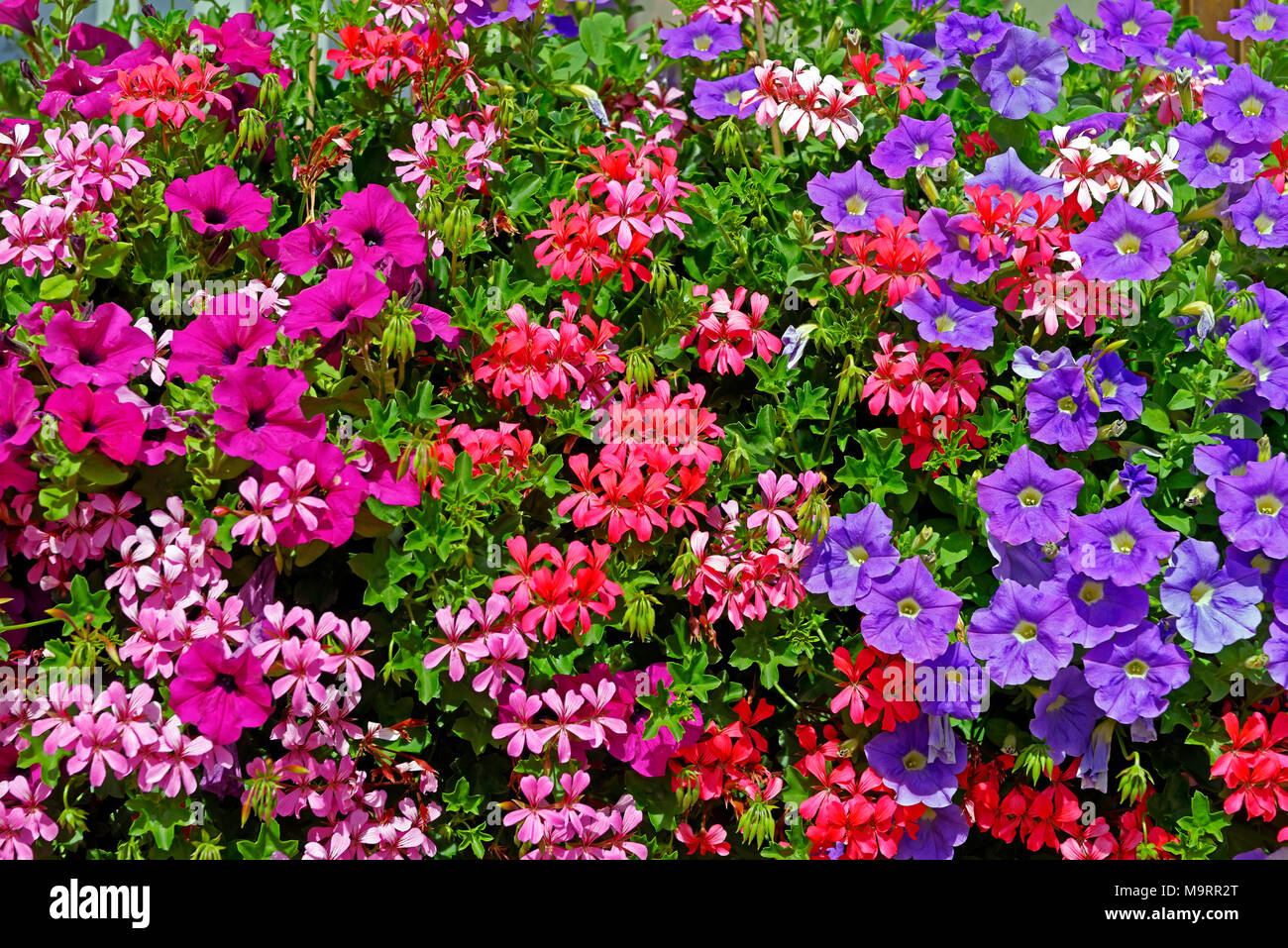 Europa, Frankreich, Rhein, Bas (Elsass), Soultz-sous-Forêts, Rue Principale Hohwiller, Blumen, Detail, Pflanzen, Blumen, Dekorationen, Detail, historische Stockfoto